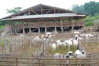 Uhamka Bantu Fasilitasi Pembayaran Dam Jemaah Haji 2025