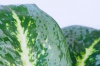 7 Tanaman yang Cocok untuk Taman Kecil di Rumah Subsidi