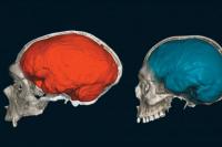 Ilmuwan Hubungkan Autisme dengan DNA Neanderthal dalam Studi Genetik Terbaru