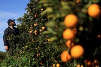 Afsel Hadapi Tarif AS Sebesar 30% Mulai 1 Agustus, Bisnis Pertanian Terdampak