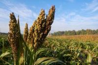 Tumbuhan Punya Strategi Unik dalam Mengelola Air, Ini Temuan Ilmuwannya