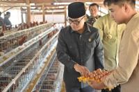 Mendes Yandri Panen Melon dan Telur Ayam yang Dibangun Gunakan Dana Desa