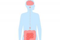 Studi Ungkap Peran Bakteri Usus dalam Membentuk Evolusi Otak Manusia