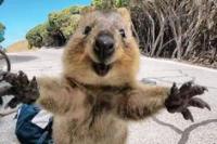 Ini Alasan Mengapa Quokka Dijuluki Hewan Paling Bahagia di Dunia