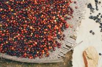 Produsen Kopi No.2 Dunia, Apa Beans Khas Vietnam?