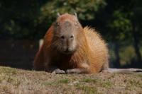 Rahasia Hidup Tenang dari Kapibara, Hewan Paling Chill di Dunia