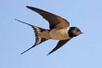 7 Fakta Unik Burung Walet yang Jarang Diketahui