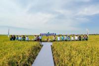 Intervensi Syngenta Sukses Genjot Produksi Padi di Subang