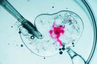 Ilmuwan Ciptakan Sel Telur Manusia dari Kulit, Terobosan untuk Infertilitas