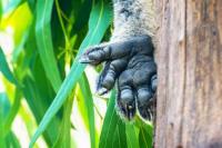 Sidik Jari Koala Mirip Manusia, Evolusinya Masih Teka-teki