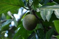 5 Manfaat Buah Sukun untuk Kesehatan, Bisa Turunkan Gula Darah