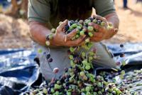 Pemukim Israel Targetkan Serangan terhadap Petani Zaitun