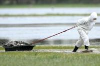 Flu Burung Menyebar Cepat di Eropa, Timbulkan Krisis Baru