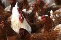 Pakar Unair Desak Penelitian Serius soal Penyakit Marek