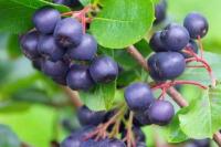 Jarang Diketahui, Buah Aronia Ternyata Baik untuk Gula Darah dan Jantung