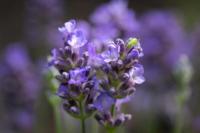 5 Tanaman Pengusir Nyamuk yang Efektif dan Mudah Ditanam di Rumah