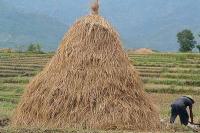 8 Manfaat Jerami, Buat Mulsa, Topi, hingga Bahan Bakar
