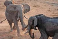 5 Hewan Besar Afrika dan Perannya dalam Lanskap Sabana