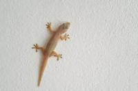 Mana yang Benar, Cecak atau Cicak?