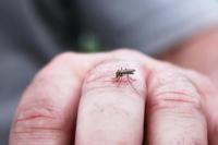 Studi: Nyamuk Melacak Bau Manusia Seperti GPS untuk Memilih Korban