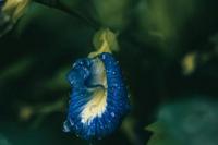 Manfaat Bunga Telang untuk Kesehatan dan Kecantikan