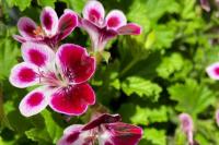 9 Tanaman Pengusir Nyamuk yang Efektif untuk Rumah