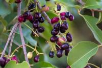 Khasiat Super Buah Dawet yang Jarang Diketahui Orang