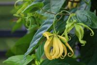 Peneliti IPB Beberkan Potensi Bisnis Bunga Kenanga