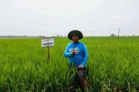 Masa Panen Pendek, Padi Inovasi UGM Mulai Banyak Ditanam