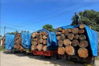 Kemenhut Stop Sementara Pengangkutan Kayu di Aceh, Sumut, dan Sumbar