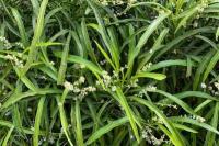 Evodia Suaveolens, Tanaman Zodia Beraroma Khas Asli Papua