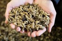 Tak Cuma Dekomposer, Maggot Punya Potensi Ekonomi Menggiurkan