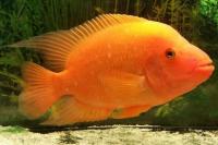 Mahasiswi Unair Sulap Ikan Red Devil Jadi Bahan Biodiesel