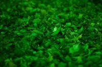 Teh Hijau Disebut Bisa Menurunkan Tekanan Darah, Ini Batas Konsumsi Amannya