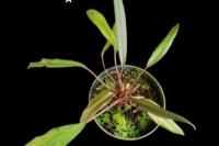 ITB-BRIN Temukan 12 Spesies Tumbuhan Baru sepanjang 2025