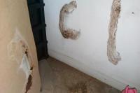 7 Cara Basmi Rayap di Rumah Tanpa Ribet