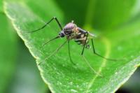 Hutan Menyusut, Nyamuk Hutan Beralih Mengisap Darah Manusia