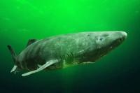 Hiu Greenland Sanggup Hidup 500 Tahun dengan Jantung Rusak