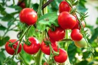 Ternyata Serangga "Berkomunikasi" dengan Tanaman sebelum Bertelur