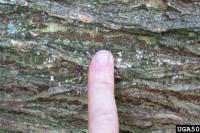 Populasi Pohon Elm Menyusut gegara Jamur Misterius, Hewan Ini Kurirnya