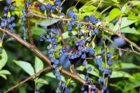 Unik, Tanaman Ini Munculkan Buah Palsu demi Berkembang Biak