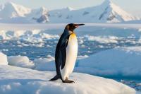 Fakta Menarik Penguin, Burung Lucu yang Tinggal di Kutub Selatan