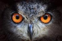 Ternyata, Selama Ini Sistem Mata Burung Melawan Konsep Biologi