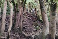 Benarkah di Gunung Gede Ada Sinyal?