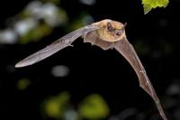 Jarang yang Tahu, Ini Beragam Fakta Menarik tentang Kelelawar