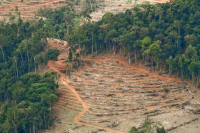 Ilmuwan Khawatir, Krisis Keanekaragaman Hayati Harus Distop Sebelum 2030