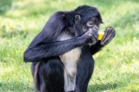 Cara Spider Monkey Berburu Makanan Ternyata Mirip Manusia