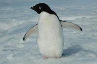 Arktik Sedingin Antarktika, Lalu Mengapa Tidak Ada Penguin di Greenland?