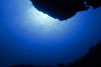 Cetak Biru Tubuh Manusia Ternyata Ada Sejak 700 Juta Tahun Lalu