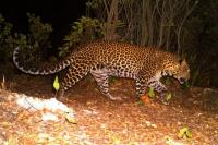 Selain Macan Tutul Jawa, Ini Ragam Satwa Langka Penghuni Gunung Sanggabuana